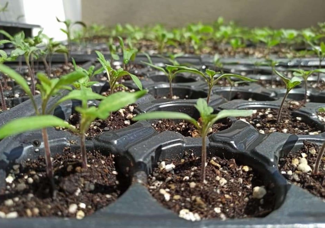 Tohumdan Fide Yetiştirmek