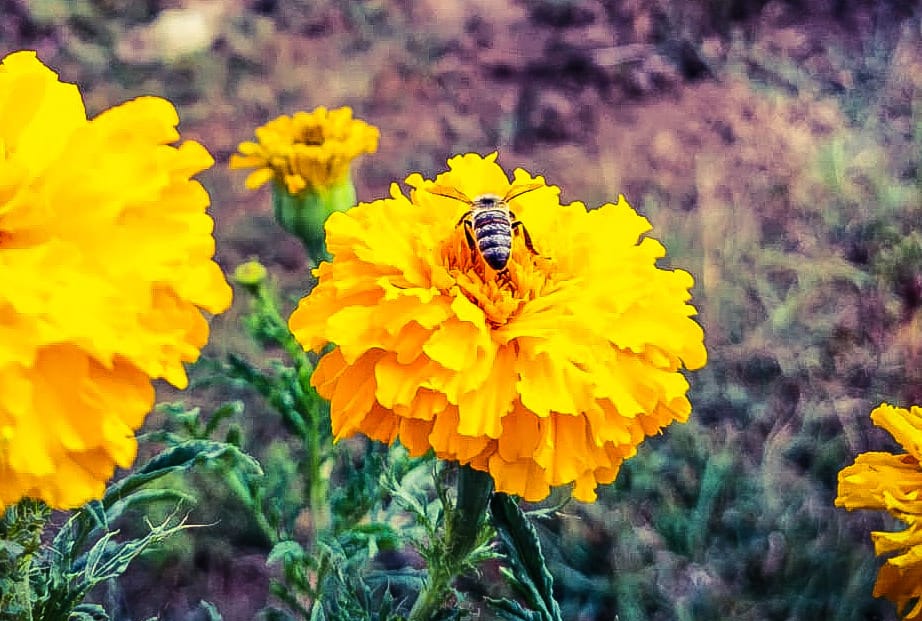 Yabancı Tozlanma – Döllenme