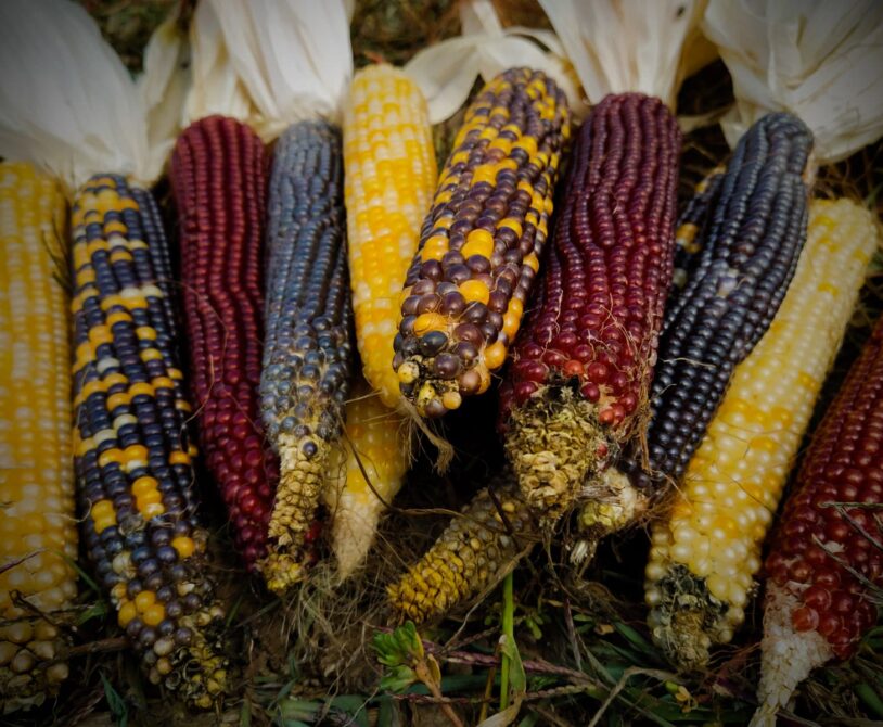 Renkli patlatmalık mısır