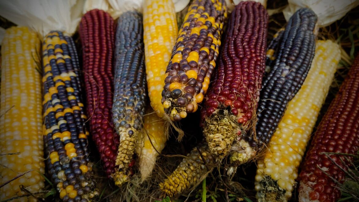 Renkli Patlatmalık Mısır