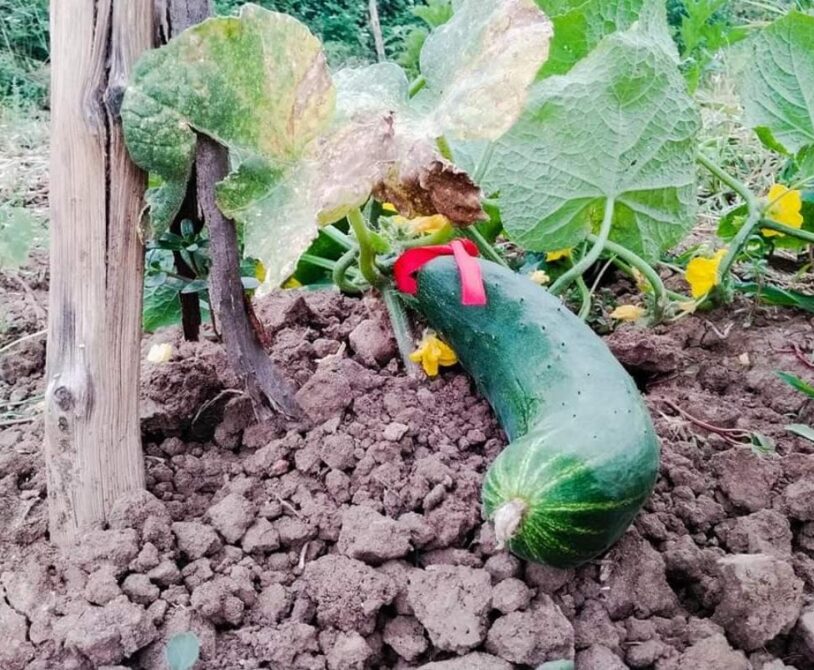 Dikenli köy salatalığı