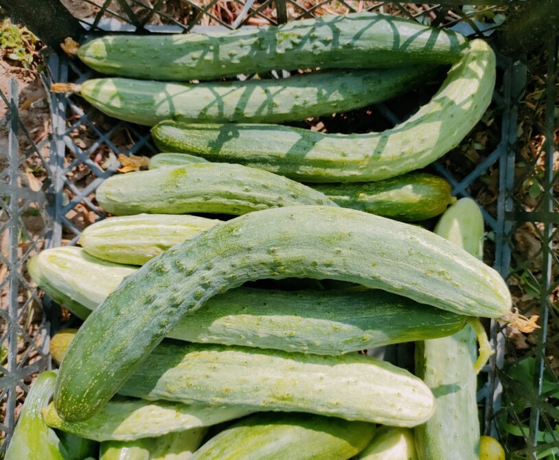 Uzun köy salatalığı