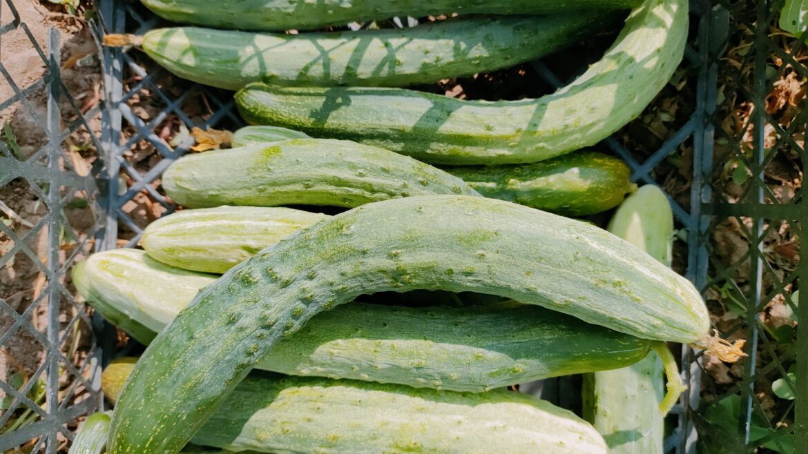 Uzun köy salatalığı