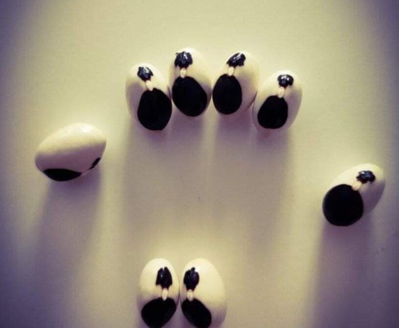 Alaca şeker fasulye