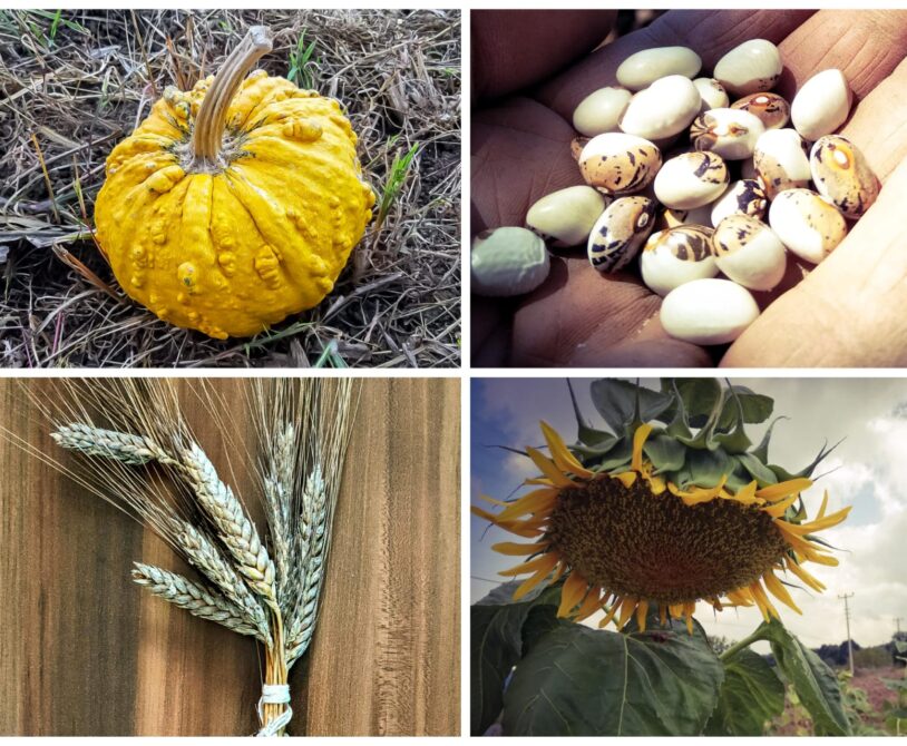 Diğer bostan ürünleri