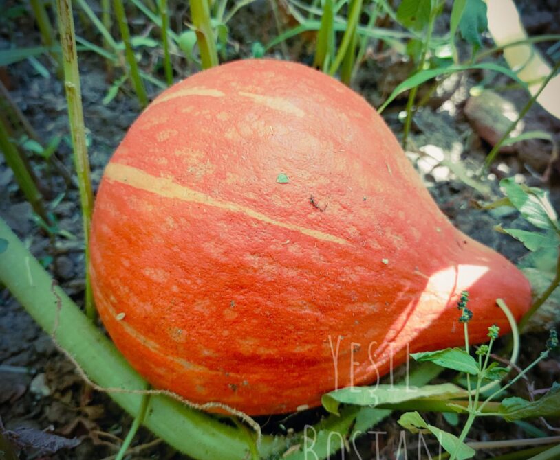 Japon Hokkaido kabağı