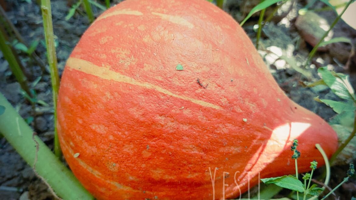 Japon Hokkaido Kabağı