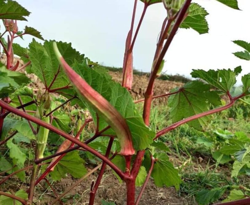 Kınalı kırmızı bamya