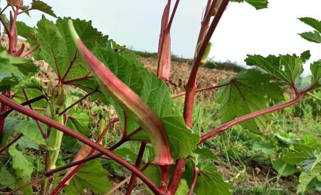 Kınalı Kırmızı Bamya