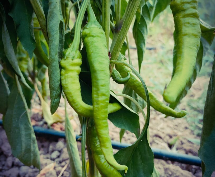 Sivri köy biberi