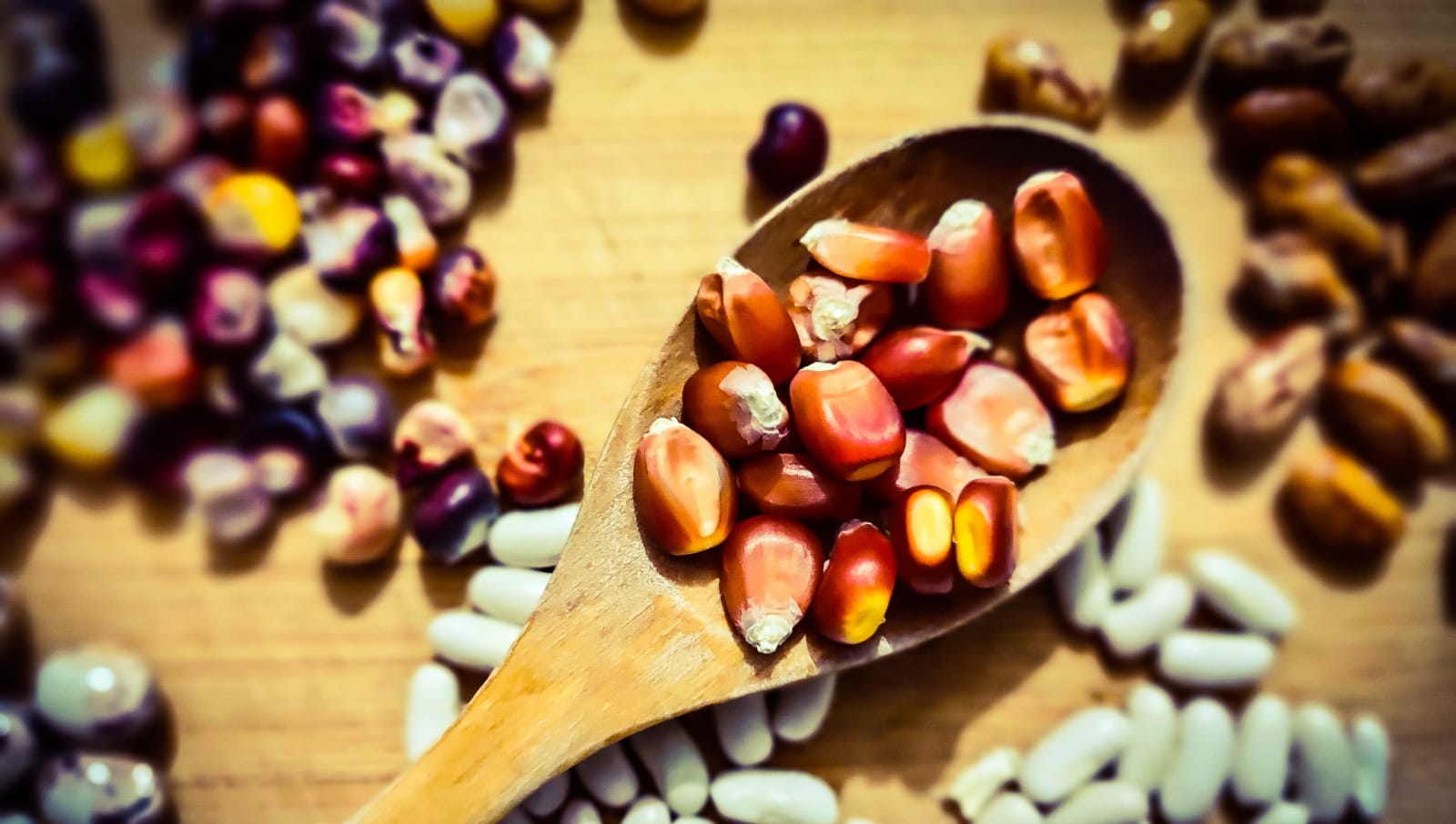 patlatmalık mısır