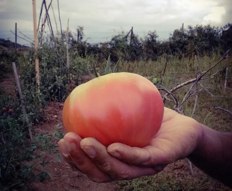 Bulgar pembe domates