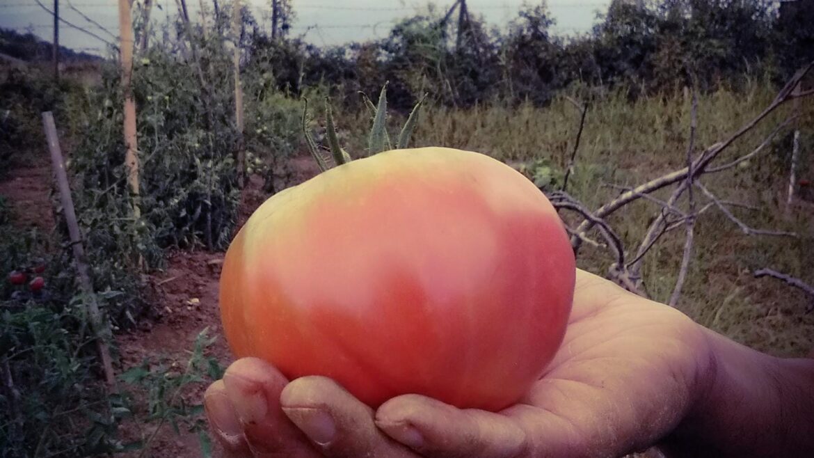 Bulgar pembe domates