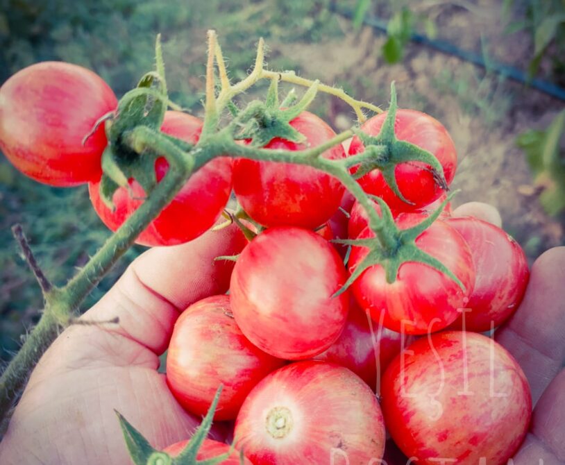 Çizgili kaplan çeri domates