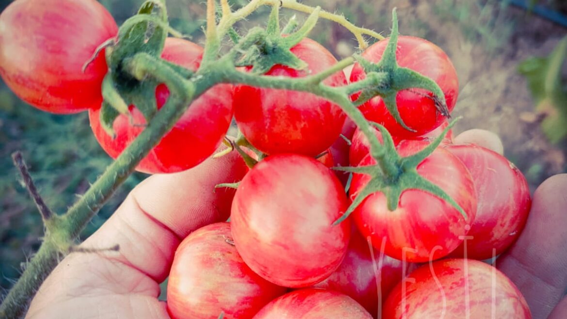 Çizgili kaplan çeri domates