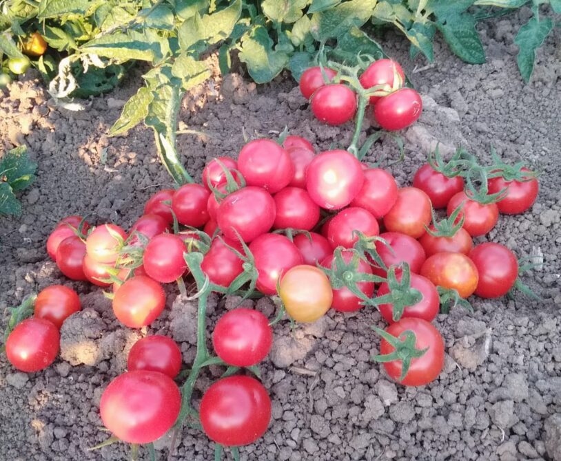 Kırmızı salkım çeri domates