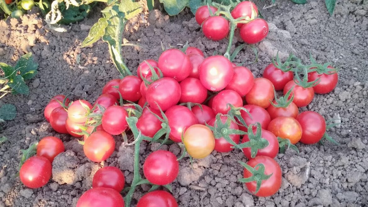 Kırmızı salkım çeri domates