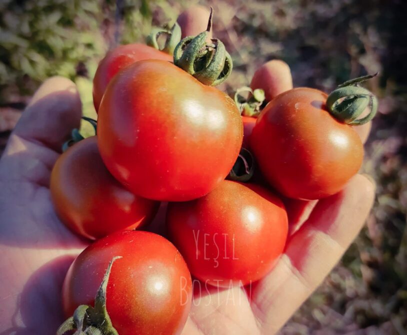 Koyu renkli çeri domates