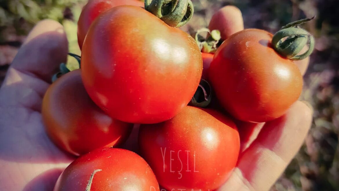Koyu renkli çeri domates