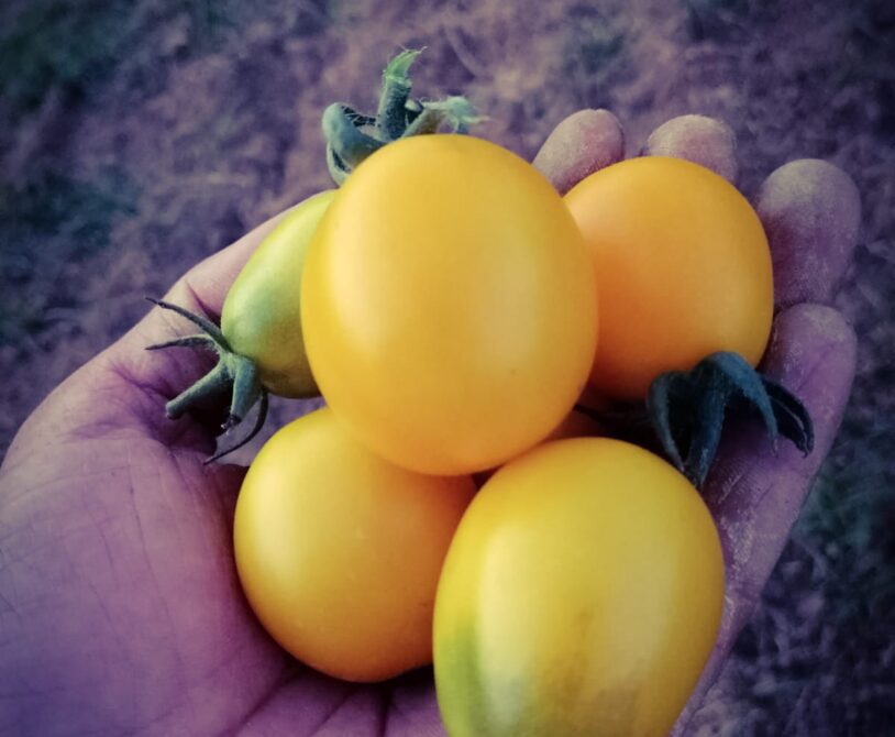 Limon sarı çeri domates