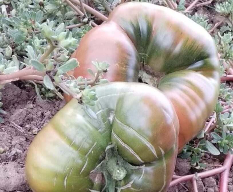 Margaret Curtain domates