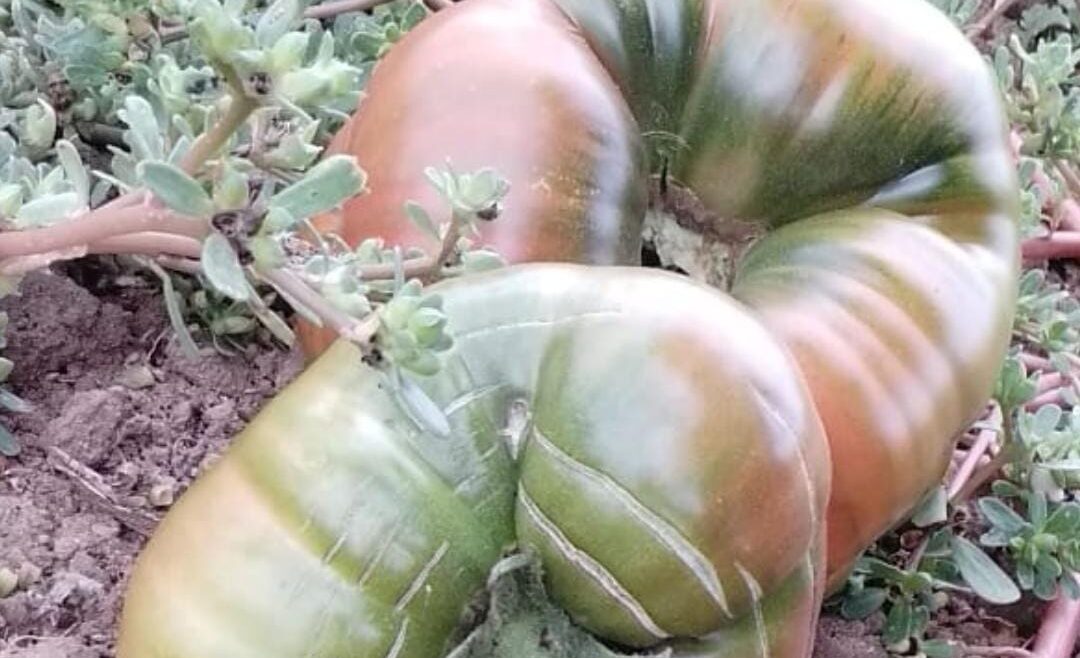 Margaret Curtain domates