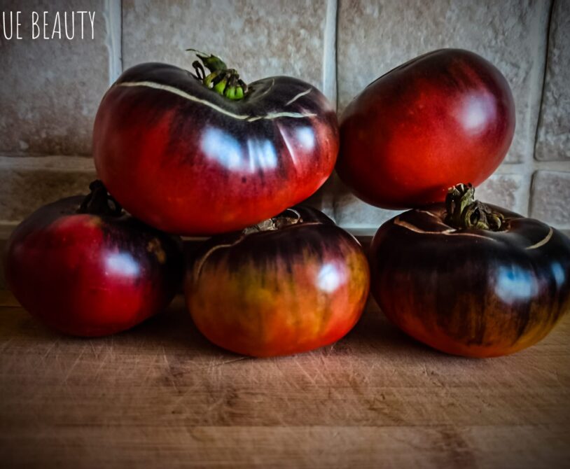 Mavi güzellik domates