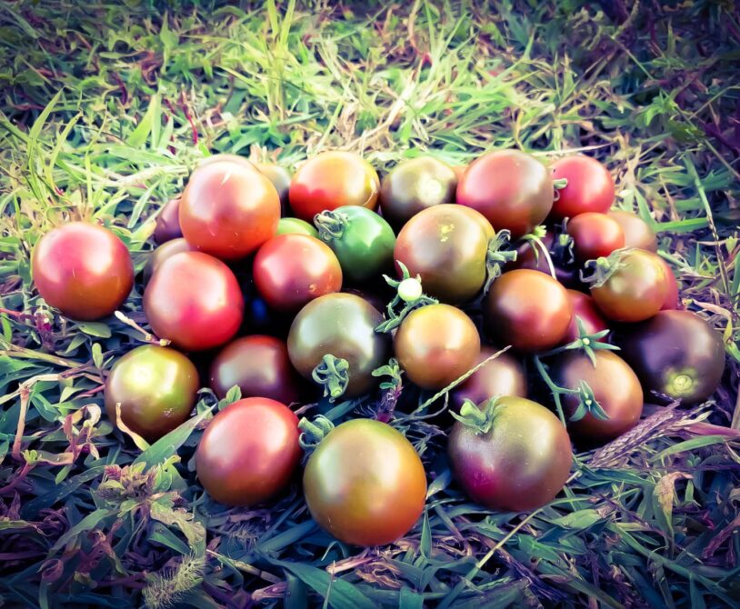 Salkım negro domates