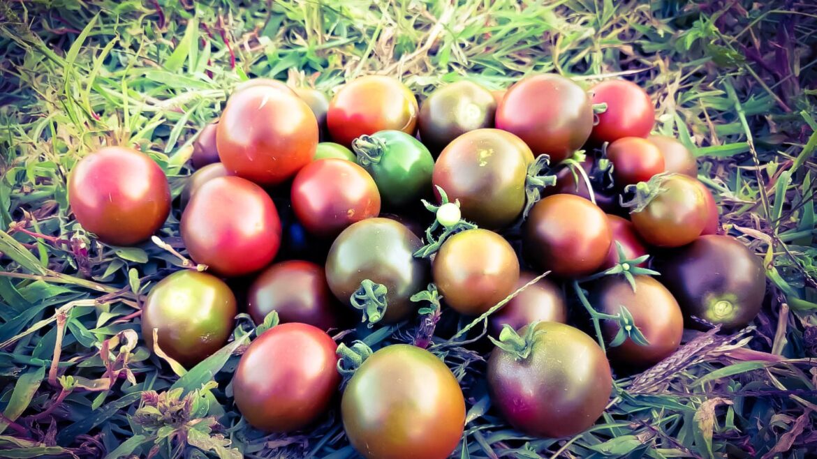 Salkım negro domates