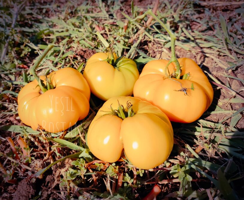 Sarı domates