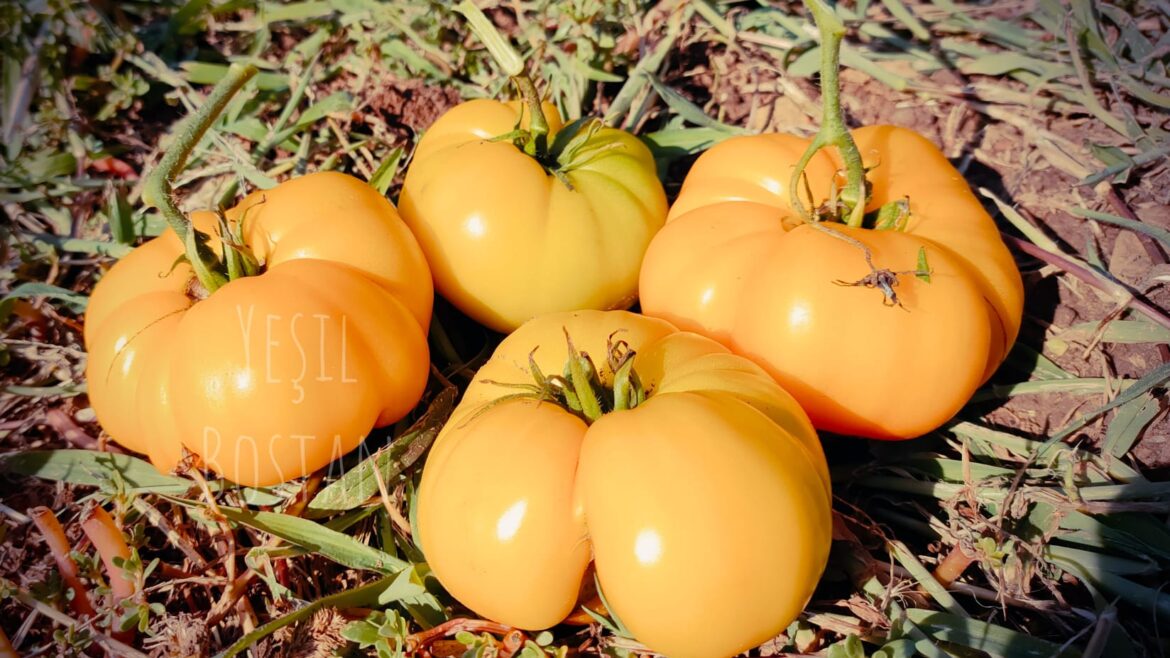 Sarı domates